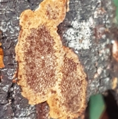 Phellinus sp. (resupinate) at Latham, ACT - 4 May 2021