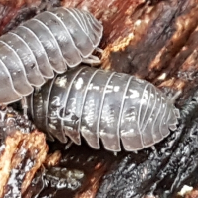 Armadillidium vulgare (Slater bug, woodlouse, pill bug, roley poley) at Latham, ACT - 4 May 2021 by tpreston