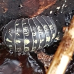 Armadillidium vulgare at Latham, ACT - 4 May 2021