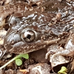 Limnodynastes tasmaniensis at Latham, ACT - 4 May 2021