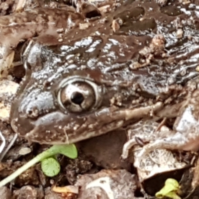 Limnodynastes tasmaniensis (Spotted Grass Frog) at Latham, ACT - 4 May 2021 by trevorpreston