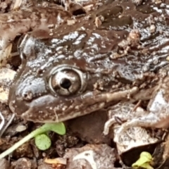 Limnodynastes tasmaniensis (Spotted Grass Frog) at Latham, ACT - 4 May 2021 by tpreston