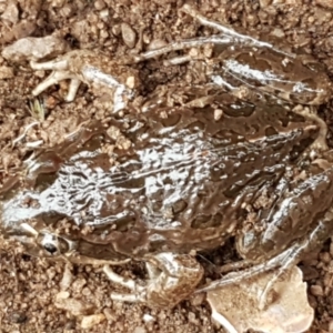 Limnodynastes tasmaniensis at Latham, ACT - 4 May 2021