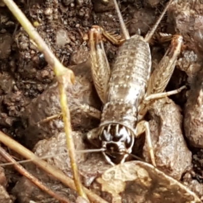 Lepidogryllus sp. (genus) (A cricket) at Latham, ACT - 4 May 2021 by tpreston