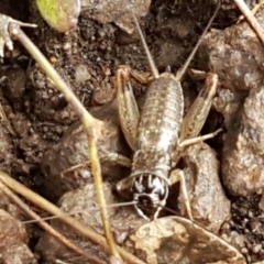 Lepidogryllus sp. (genus) at Latham, ACT - 4 May 2021