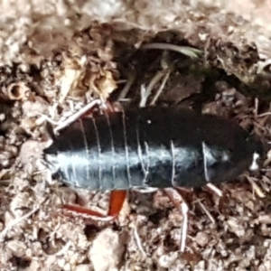 Platyzosteria sp. (genus) at Latham, ACT - 4 May 2021