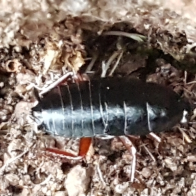 Platyzosteria sp. (genus) (Litter runner cockroach) at Latham, ACT - 4 May 2021 by trevorpreston