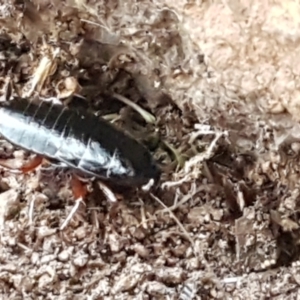 Platyzosteria sp. (genus) at Latham, ACT - 4 May 2021