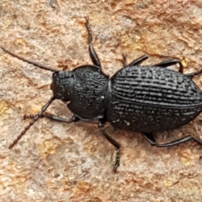 Adelium porcatum (Darkling Beetle) at Latham, ACT - 4 May 2021 by trevorpreston