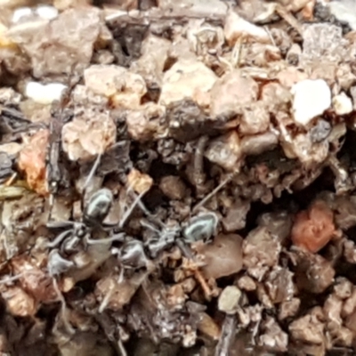 Anonychomyrma sp. (genus) (Black Cocktail Ant) at Latham, ACT - 4 May 2021 by tpreston