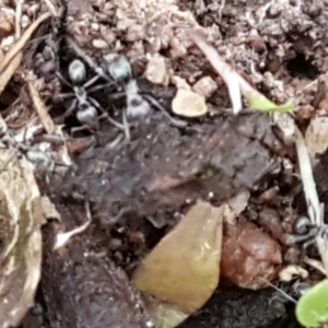 Anonychomyrma sp. (genus) at Latham, ACT - 4 May 2021