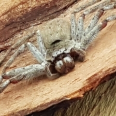 Isopeda (genus) (Huntsman Spider) at Latham, ACT - 4 May 2021 by trevorpreston