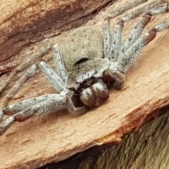 Isopeda sp. (genus) (Huntsman Spider) at Umbagong District Park - 4 May 2021 by trevorpreston