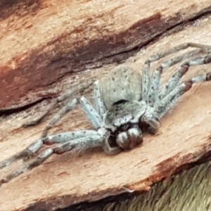 Isopeda sp. (genus) at Latham, ACT - 4 May 2021 04:15 PM