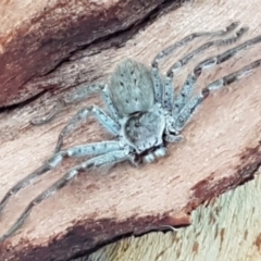 Isopeda sp. (genus) at Latham, ACT - 4 May 2021
