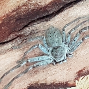 Isopeda sp. (genus) at Latham, ACT - 4 May 2021