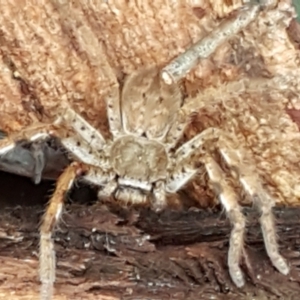 Sparassidae (family) at Latham, ACT - 4 May 2021