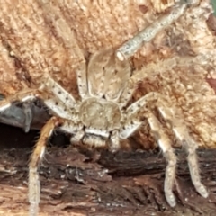 Unidentified Huntsman spider (Sparassidae) (TBC) at Latham, ACT - 4 May 2021 by tpreston