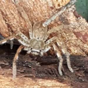 Sparassidae (family) at Latham, ACT - 4 May 2021 04:16 PM