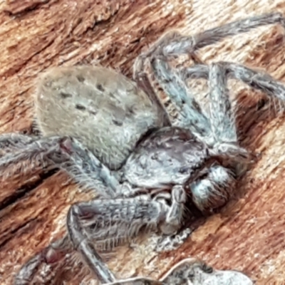 Isopeda sp. (genus) (Huntsman Spider) at Umbagong District Park - 4 May 2021 by trevorpreston