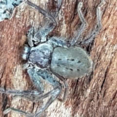 Isopeda sp. (genus) at Latham, ACT - 4 May 2021