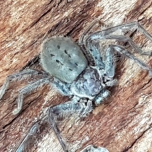 Isopeda sp. (genus) at Latham, ACT - 4 May 2021