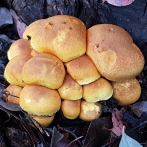 Gymnopilus junonius at Latham, ACT - 4 May 2021 04:23 PM