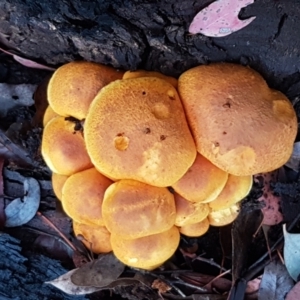 Gymnopilus junonius at Latham, ACT - 4 May 2021 04:23 PM