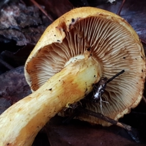 Gymnopilus junonius at Latham, ACT - 4 May 2021