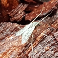 Chironomidae (family) (Non-biting Midge) at Latham, ACT - 4 May 2021 by trevorpreston