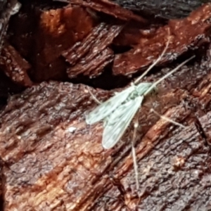 Chironomidae (family) at Latham, ACT - 4 May 2021 03:48 PM