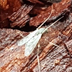 Chironomidae (family) at Latham, ACT - 4 May 2021 03:48 PM