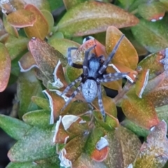 Badumna sp. (genus) (Lattice-web spider) at Canberra, ACT - 2 May 2021 by mauritsz