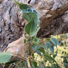 Dichocrocis clytusalis (Kurrajong Leaf-tier, Kurrajong Bag Moth) at Tuggeranong Hill - 28 Apr 2021 by Rosie