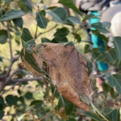 Dichocrocis clytusalis at Theodore, ACT - 28 Apr 2021