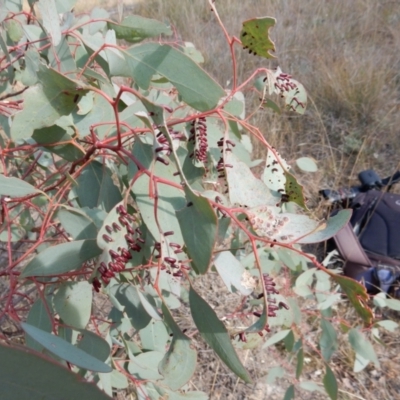 Apiomorpha sp. (genus) (A gall forming scale) at Tuggeranong Hill - 28 Apr 2021 by Rosie