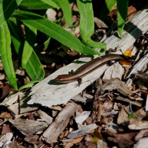 Lampropholis delicata at Acton, ACT - 1 May 2021