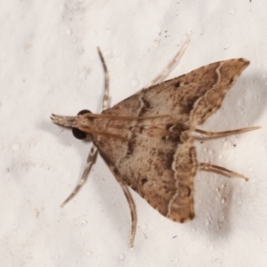 Sufetula hemiophthalma at Melba, ACT - 1 May 2021 08:37 PM