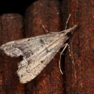 Sufetula hemiophthalma at Melba, ACT - 1 May 2021 08:37 PM