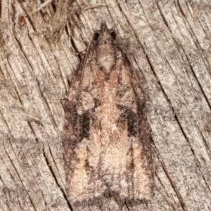 Acropolitis excelsa at Melba, ACT - 2 May 2021 12:08 AM