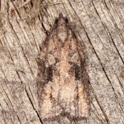 Acropolitis excelsa (A Tortricid moth) at Melba, ACT - 1 May 2021 by kasiaaus