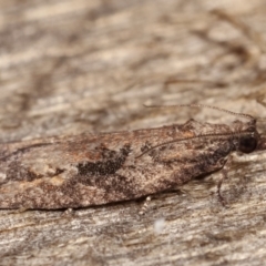 Acropolitis excelsa at Melba, ACT - 2 May 2021 12:08 AM