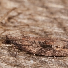 Acropolitis excelsa at Melba, ACT - 2 May 2021 12:08 AM