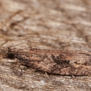 Acropolitis excelsa at Melba, ACT - 2 May 2021 12:08 AM