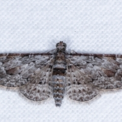 Chloroclystis insigillata (Chloroclystis insigillata) at Melba, ACT - 2 May 2021 by kasiaaus