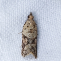 Merophyas therina (a Tortrix Moth) at Melba, ACT - 2 May 2021 by kasiaaus