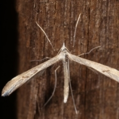 Platyptilia celidotus (Plume Moth) at Melba, ACT - 1 May 2021 by kasiaaus