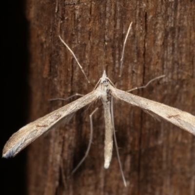 Platyptilia celidotus (Plume Moth) at Melba, ACT - 2 May 2021 by kasiaaus