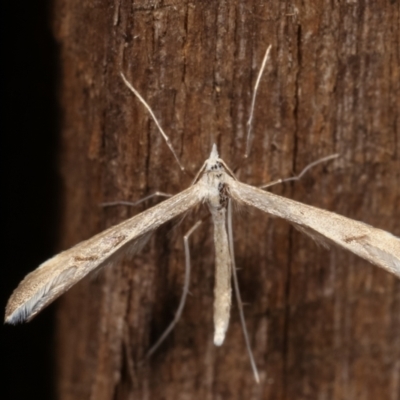 Platyptilia celidotus (Plume Moth) at Melba, ACT - 1 May 2021 by kasiaaus