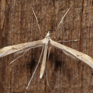 Platyptilia celidotus at Melba, ACT - 2 May 2021